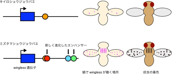 ミズタマショウジョウバエでは、新しく獲得されたエンハンサーにより、winglessの発現部位が増加していることが分かった。（京都大学の発表資料より）