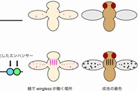 ミズタマショウジョウバエでは、新しく獲得されたエンハンサーにより、winglessの発現部位が増加していることが分かった。（京都大学の発表資料より）
