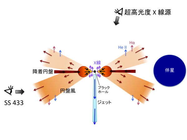 超高光度X線源 (上) と SS 433 (下) の構造および視線方向。ブラックホール近くの降着円盤は、超臨界流となっており、その内部から強いX線が放射されている。途中から、大量のガスが降着円盤風として吹き出しており、そこからヘリウムイオンや水素原子の輝線が観測される。(クレジット：京都大学)