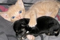 思わず胸に手を当てて、おぉ～と言ってしまうほど、猫ちゃんわんちゃん達の持つ愛情表現に感動します。