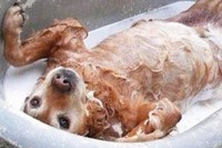 嫌だ～と、引きずられていく子から喜んでバシャバシャ入っていく子まで、それぞれのバスタイム事情があるんです!