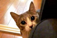 ちょっとづつ近づいてきて、最後は、やっぱりきゃぁ～!