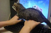 もう確信犯で乗ってきてます、猫ちゃんキーボードに乗る!