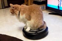 ルンバが好きで、勝手にスイッチを入れて乗ってしまう猫ちゃんです。
