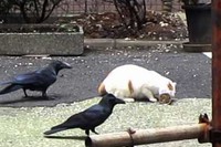 カラスってすごいですね、もうネコをおちょくっているようにしか見えません。