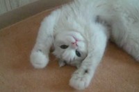 ダラ～ンとくつろぎながら、ネコちゃんがグーパーグーパーしているよ!