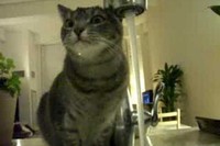 効率的なのか非効率的なのか…水を頭からかぶって水を飲む技を習得しました!