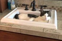 シンクをまるでバスタブのように使い、更に水も出して飲んだりします。