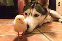 頭にのっけたり抱きしめたり、もうかわいすぎです!