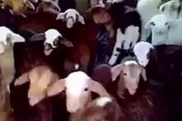 返事の声の感じもまた幼稚園みたいで、まるでヤギの学校のようです。