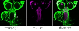 ショウジョウバエ幼虫脳におけるセラミドホスホエタノールアミン(CPE)の分布。左 :変異型緑色蛍光タンパク質(EGFP)で標識したプロロトリシンの分布。中央:赤色蛍光タンパク質を発現させた神経細胞。右 :左と中央を重ね合わせた画像。CPEはプロロトリシンA2と結合することから、CPEは神経細胞には高濃度で存在せず、グリア細胞(矢印)に濃縮されていることが示された。(理化学研究所の発表資料より) ショウジョウバエ幼虫脳におけるセラミドホスホエタノールアミン(CPE)の分布。左 :変異型緑色蛍光タンパク質(EGFP)で標識したプロロトリシンの分布。中央:赤色蛍光タンパク質を発現させた神経細胞。右 :左と中央を重ね合わせた画像。CPEはプロロトリシンA2と結合することから、CPEは神経細胞には高濃度で存在せず、グリア細胞(矢印)に濃縮されていることが示された。(理化学研究所の発表資料より)