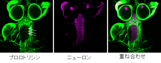 ショウジョウバエ幼虫脳におけるセラミドホスホエタノールアミン(CPE)の分布。左 :変異型緑色蛍光タンパク質(EGFP)で標識したプロロトリシンの分布。中央:赤色蛍光タンパク質を発現させた神経細胞。右 :左と中央を重ね合わせた画像。CPEはプロロトリシンA2と結合することから、CPEは神経細胞には高濃度で存在せず、グリア細胞(矢印)に濃縮されていることが示された。(理化学研究所の発表資料より) ショウジョウバエ幼虫脳におけるセラミドホスホエタノールアミン(CPE)の分布。左 :変異型緑色蛍光タンパク質(EGFP)で標識したプロロトリシンの分布。中央:赤色蛍光タンパク質を発現させた神経細胞。右 :左と中央を重ね合わせた画像。CPEはプロロトリシンA2と結合することから、CPEは神経細胞には高濃度で存在せず、グリア細胞(矢印)に濃縮されていることが示された。(理化学研究所の発表資料より)