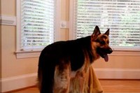 飼い主さんがいなくなったとたん、さっさと子犬を出してしまうわんこ。