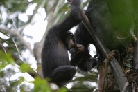 自然発酵したパームワインを飲む野生チンパンジー（写真：京都大学の発表資料より）