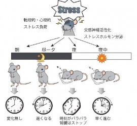 ストレス負荷のタイミングと体内時計の応答の関係を示す図。朝のストレスは体内時計変化なし。昼―夕方、または夜中のストレスは体内時計を早めたり遅めたりする。寝始めごろのストレスでは、体内時計が組織によってバラバラになり、腎臓では時計が止まったように見えた。(早稲田大学の発表資料より) ストレス負荷のタイミングと体内時計の応答の関係を示す図。朝のストレスは体内時計変化なし。昼―夕方、または夜中のストレスは体内時計を早めたり遅めたりする。寝始めごろのストレスでは、体内時計が組織によってバラバラになり、腎臓では時計が止まったように見えた。(早稲田大学の発表資料より)