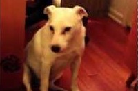 ゴミをあさって怒られています!するとちょっとずつ後ずさりして・・