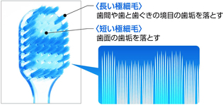 秘密はワイドヘッド（ライオン発表資料より）