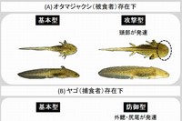 被食者・捕食者によって誘導されるエゾサンショウウオ幼生の形態変化を示す写真。（A）被食者であるオタマジャクシによって誘導される攻撃型の個体は捕食に有利なように頭部が発達する。（B）捕食者であるヤゴによって誘導される防御型の個体は、天敵から身を守るために外鰓と尻尾が発達する。（北海道大学の発表資料より）
