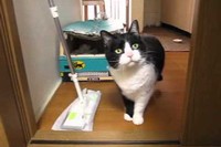 クイックルワイパーがあるとお部屋に入れないと訴えるネコちゃんです。