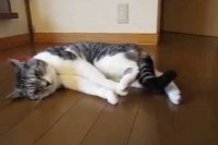 スイッチを入れたかのようにパタンと倒れてしまう芸達者なネコちゃん。