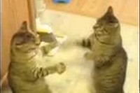 二匹でパンチし合っていますが、息が合いすぎて当たらない・・・