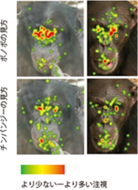 研究に使った顔写真の例と、この写真をチンパンジーとボノボが見た際の注視点の場所を重ね合わせたもの（京都大学の発表資料より）