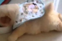 寝たい、でも食べたい…そんな気持ちはよくわかるけど…。