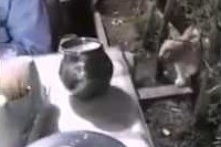 レストランで食事をしていると、そっと腕を触っておねだりします!