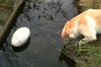 大事なラグビーボールを落としてしまったわんこ、さぁどうする!?