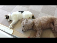 ストーブの前でぐっすり寝ている全くおんなじポーズの二匹です。