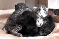 もぞもぞと中心部に固まっていく仔猫ちゃんたちがかわいすぎです!