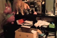 いい子に寝ているネコちゃんに次々物を落としていく確信犯!