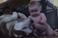 こんな大きなわんこをコロッと仰向けにしちゃう赤ちゃんのパワー!