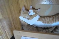 しっかりと抱き合いながら眠っています!とっても幸せそう～