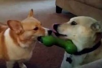 コーギーが奪った骨は巧妙なやり口で骨をとりかえされてしまいます!