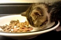 お皿につっぷしてもぐもぐしているのかと思いきや全然動いてないぞ!