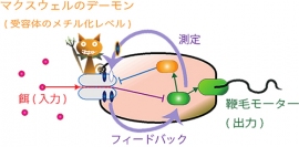大腸菌のシグナル伝達の模式図。餌となる化学物質からの入力情報が伝えられ、それが受容体のメチル化レベルにいったん記憶されたあと、フィードバックによる安定化が行われている。（東京工業大学の発表資料より）