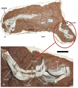 フアナンサウルスの標本:(A)全体の写真、(B)手の写真(北海道大学の発表資料より) フアナンサウルスの標本:(A)全体の写真、(B)手の写真(北海道大学の発表資料より)