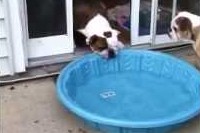 プールが相当気持ちよかったんでしょうね。