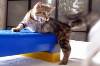 猫好きにはたまりません。