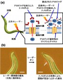 ナノロボットによる細胞機能制御の概念図(a)と線虫の運動抑制効果(b)。スケールバー:50μm(産総研の発表資料より) ナノロボットによる細胞機能制御の概念図(a)と線虫の運動抑制効果(b)。スケールバー:50μm(産総研の発表資料より)