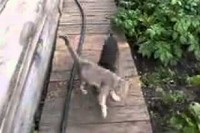 わんこが途中からネコを持ち上げて運んでいきます!凄すぎる!