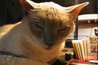 眠い、眠い・・・我慢していたのか、ガクっといっちゃいました!