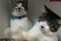 炊飯器をたたいてたのに、なぜか隣をたたいてしまったり!