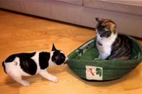 どうでしょう～この迫力!まるで悪びれることなく堂々としたネコ!