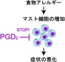 PGD2はマスト細胞の増加を抑えることで食物アレルギーの悪化を抑える働きをもつ。（東京大学の発表資料より）