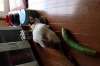 先日のきゅうりに驚くネコの続編です。