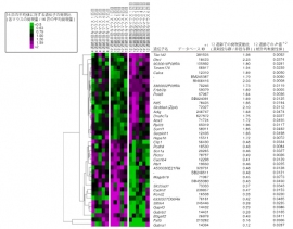 12週齢の薬剤投与と非投与マウス間で統計的有意差が見られた遺伝子。(理化学研究所の発表資料より) 12週齢の薬剤投与と非投与マウス間で統計的有意差が見られた遺伝子。(理化学研究所の発表資料より)