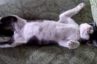 まったく無防備な恰好で熟睡しているネコちゃんです!