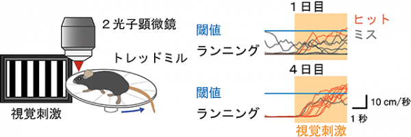 頭部を固定された状態のマウスによる回避学習課題。左)実験設計の模式図。頭部を固定されたマウスは画面から映し出された視覚刺激に反応し、3.5秒以内にトレッドミルの上をあらかじめ設定された速度以上で走ることで、微弱な電気刺激を回避できる。右)マウスのランニングの例。1日目は視覚刺激に関係なく走ったり、またはトレッドミル上で止まっているが、4日間の学習を通じてマウスは視覚刺激が現れると素早く反応し、走り始めるようになる。(科学技術振興機構(JST)の発表資料より ) 頭部を固定された状態のマウスによる回避学習課題。左)実験設計の模式図。頭部を固定されたマウスは画面から映し出された視覚刺激に反応し、3.5秒以内にトレッドミルの上をあらかじめ設定された速度以上で走ることで、微弱な電気刺激を回避できる。右)マウスのランニングの例。1日目は視覚刺激に関係なく走ったり、またはトレッドミル上で止まっているが、4日間の学習を通じてマウスは視覚刺激が現れると素早く反応し、走り始めるようになる。(科学技術振興機構(JST)の発表資料より )